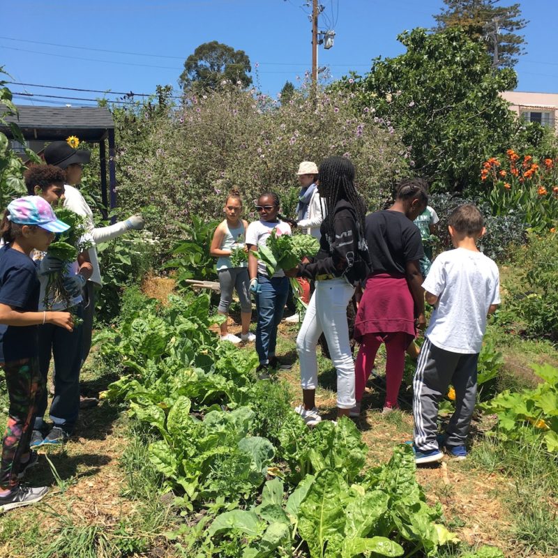 6-26-18_SproutsCookingClub_Kids_Gradening_Summer_Camps_Chaparral_Student-Organic-Garden